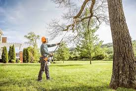 Best Tree Cabling and Bracing  in Eaton, OH