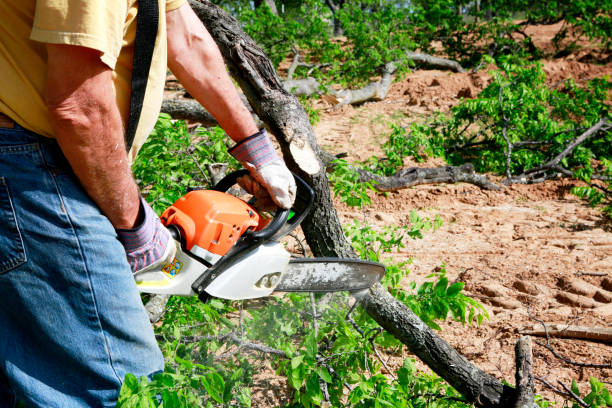 Best Tree Removal  in Eaton, OH